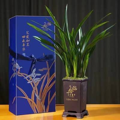 父愛如蘭 一束芬芳里的深情，花農笑顏中的豐收